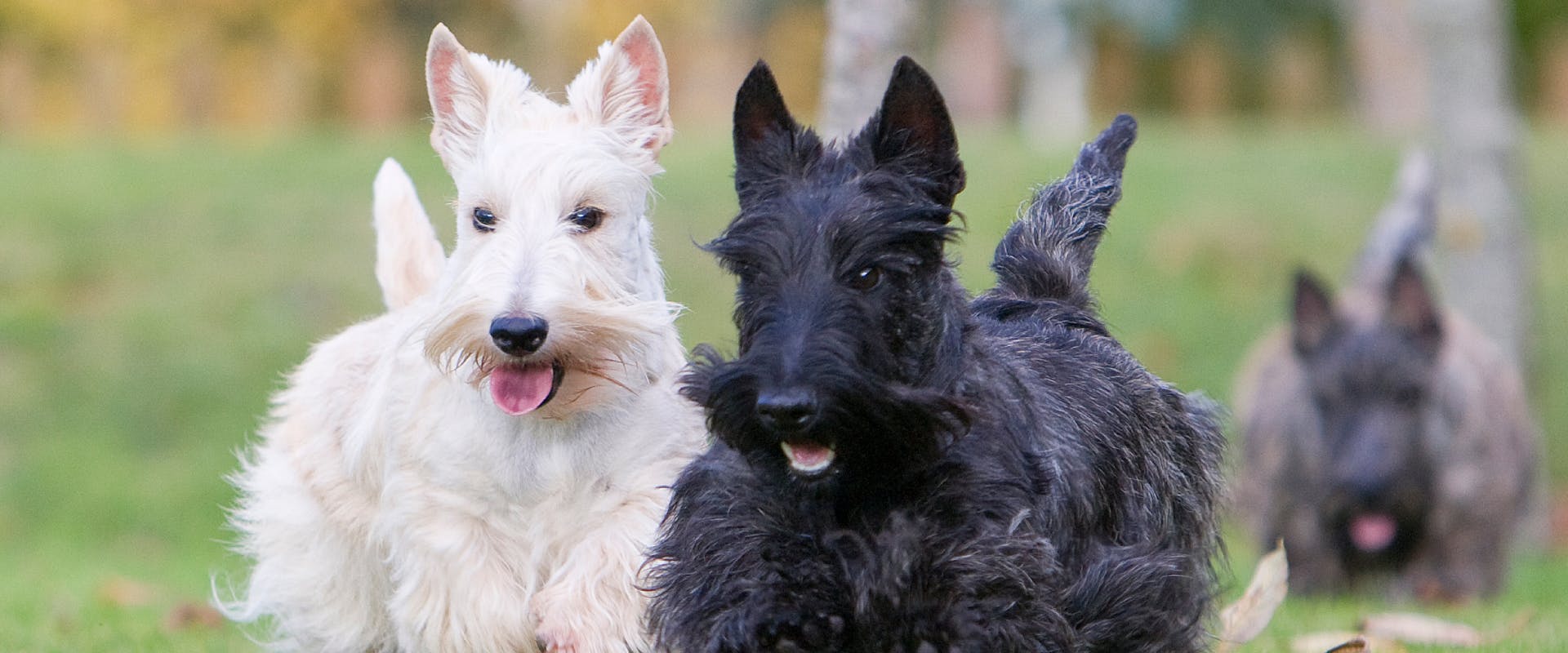 Little dogs 2024 with pointy ears